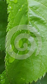 Rain droplets on a green leaf