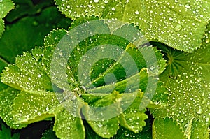 Rain Droplets Illuminate Pelargonium Leaves After Rain In An English Garden