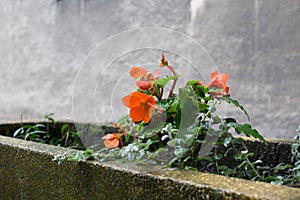 Rain droplets on leaves and flower. Slovakia