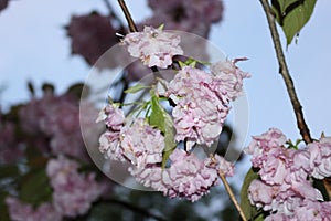 Rain droplets remained on the tender sakura petals at sunset