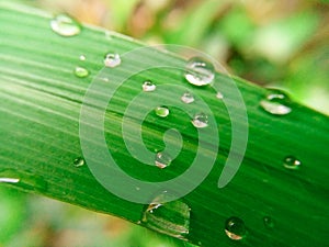 Rain droplets on the tip of green leaf