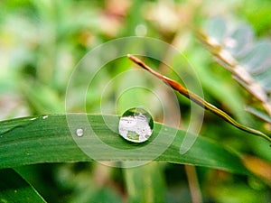 Rain droplets on the tip of green leaf