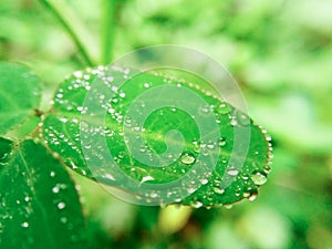 Rain droplets on the tip of green leaf
