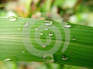 Rain droplets on the tip of green leaf