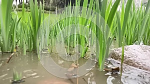 Rain dropping on the pool surface