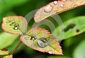 Rain Drops