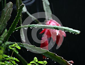 After the rain, drops attached to the cactus interestingly