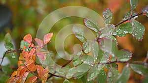 Rain drops on autumn leaves. Water droplets, wet fall leaf in forest or woods.