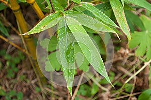 rain drops on bamboo leaves