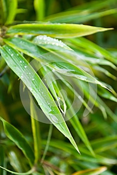 Rain drops on bamboo leaves in a garden