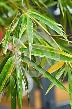 Rain drops on bamboo leaves in a garden