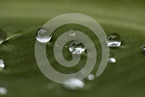 Rain drops on a banana leaf