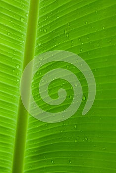 Rain drops on a banana leaf