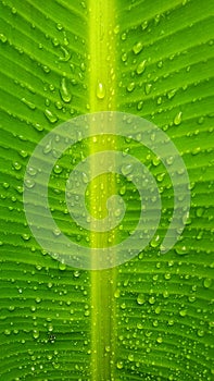 Rain drops on a banana leaf