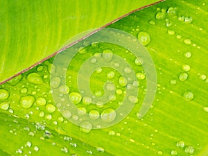 Rain Drops on The Banana Leaf