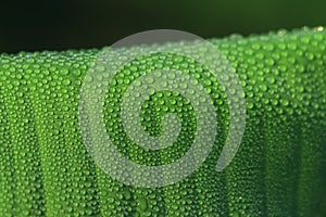 rain drops on banana leaf