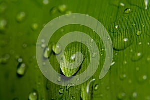 Rain drops on banana leaf