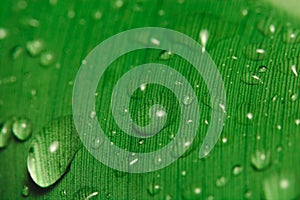 Rain drops on banana leaf