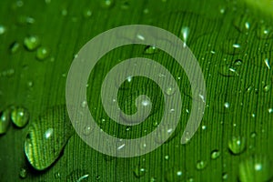 Rain drops on banana leaf