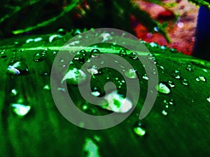 Rain drops on banana leaf