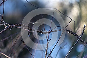 Rain drops on bare twigs early morning