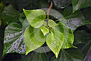 Rain drops beading on green leaves