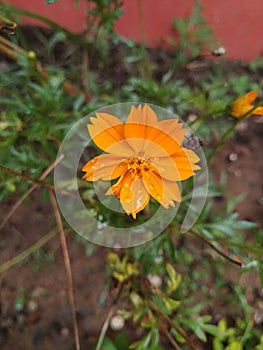 Rain drops on the beautiful flower