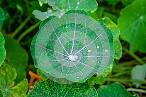 Rain drops on beautiful lotus leaf.