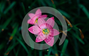 Rain drops on beautiful pink flower with green background. Dew drops on flower petals.