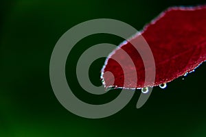 Rain drops on beautiful red leaf macro photography with blurry background with copy space. nature and rainy concept