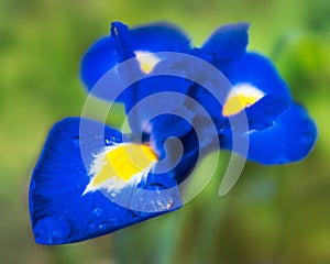 Rain drops on a beautiful sapphire blue and yellow Iris flower. One large rain drop has settled on the petal catching the light.