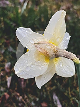 Rain drops on beautiful yellow daffodil flower on background of rainy land. Hello spring. Vertical phone photo