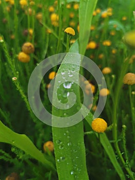 Rain drops on big leave in the field.