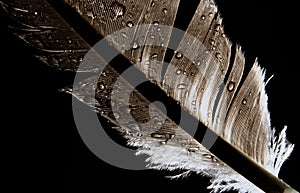 Rain drops on a bird feather on black background