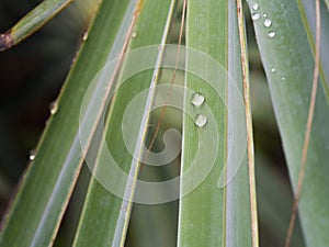 Rain Drops on The Bismarck Palm Leaf