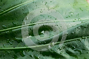 Rain Drops On Black umbrella. Extreme Close-up. Falling Rain drops on parasol. Abstract texture pattern. Rainy Season Nature