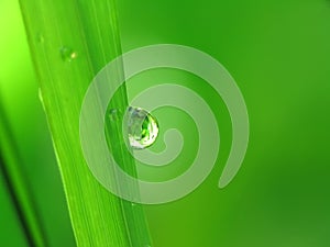 Rain drops on a blade of grass