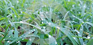 Rain drops on the blades of Grass 2