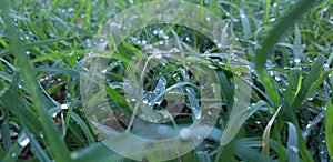 Rain drops on the blades of Grass