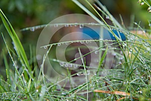 Rain drops on blades of grass