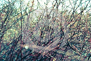 Rain drops on branches with little green leaves in spring.