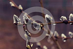 Rain drops on the branches of a willow tree