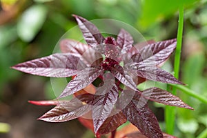 rain drops on burgundy flower leaves, flora and botany