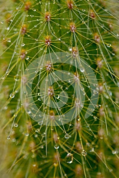 Rain drops on cactus and sukulent