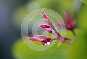 Rain drops on Carandas-plum  flower macro shot