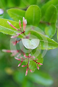 Rain drops on Carandas-plum  flower macro shot