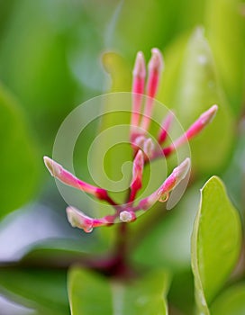 Rain drops on Carandas-plum  flower macro shot