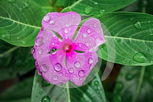 Rain drops on Catharanthus roseus Pink Madagascar periwinkle flower during spring