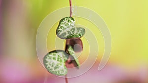 Rain drops on ceropegia plant