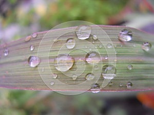 Rain drops on Citronella leaf. photo